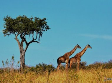 AI 大模型实践与实用技巧